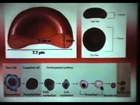 7. Krv - rijeka života