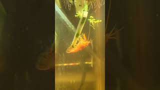 crayfish and cucumber