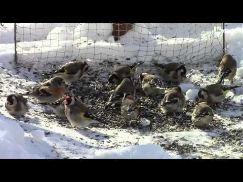 Ловля щеглов-видео Ловля щеглов-видео