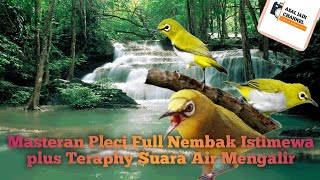 Download lagu masteran pleci full tembakan istimewa plus teraphy suara air mp3