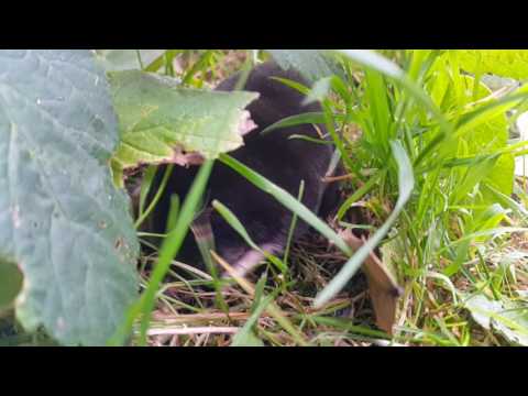 Young Mole Above Ground RARE FOOTAGE