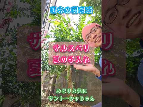 園芸 ディスタッフ果樹を剪定する