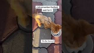 You All Remember Garfield #catrescue #cat #adoptstrays #catbreed #usa #kitten #cattype #pets