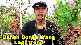 Download lagu Hunting for the Trendy Mimosa Bonsai mp3 Download lagu Hunting for the Trendy Mimosa Bonsai mp3