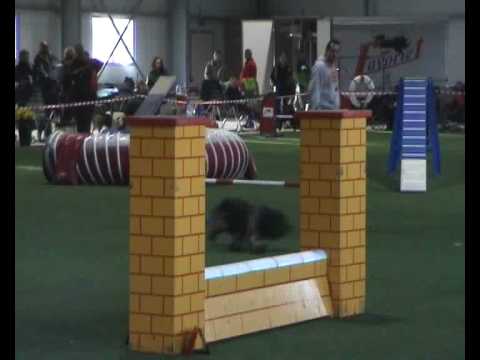 Babs agility 09-11-2008