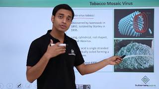 Virus - Tobacco Mosic Virus