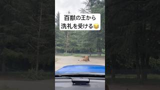 百獣の王から洗礼を受ける #群馬サファリパーク #ライオン
