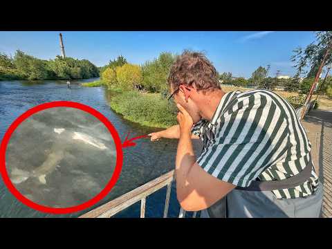 Giant fish eats 40cm trout in river!!!