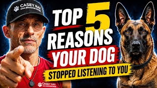 Top 5 Reasons Your Dog Stopped Listening to You