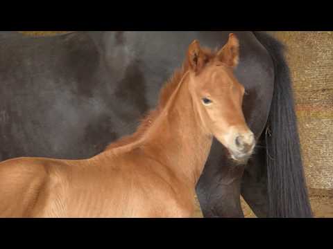 Oskar von Lossow / Connery geb. April 2020