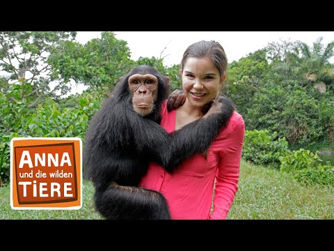 Schlau wie die Schimpansen | Reportage für Kinder | Anna und die wilden Tiere