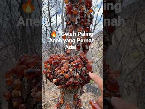 “Pohon Getah Kristal di Brasil!”