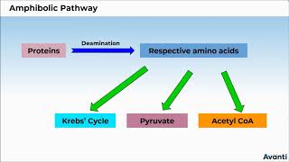 11B14.5 CV 2 Amphibolic Pathway