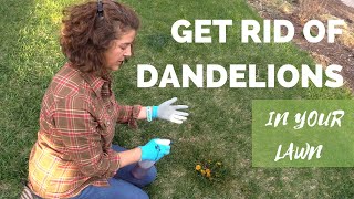 How to Get Rid of Dandelions in Your Lawn Safely