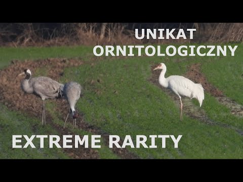 Unikalny, biały żuraw na Dolnym Śląsku (leucystyczny) / Extremely rare white crane in Poland