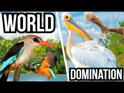4 Birds That Have Almost Completely Taken Over The World