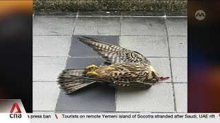 Singapore's dead bird hotline received record 650 reports last year
