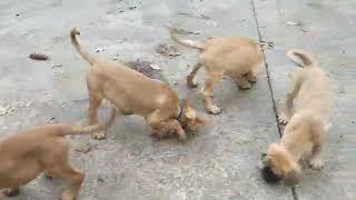 Video preview image #4 American Mastiff Puppy For Sale in AKRON, OH, USA