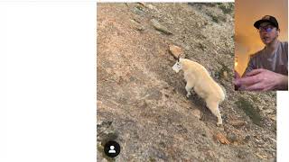 Mountain Goat Identification