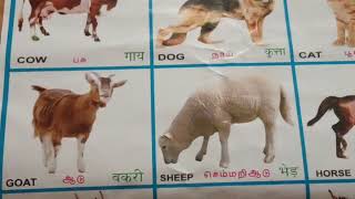 Domestic Animals Hin Eng Watch HD Mp4 Videos Download Free Domestic Animals Hin Eng Watch HD Mp4 Videos Download Free