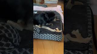 Video preview image #1 Mutt Puppy For Sale in Boonton, NJ, USA