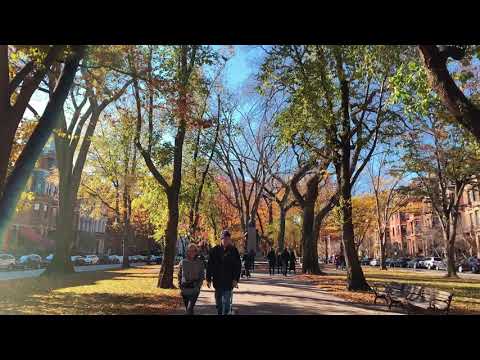 Commonwealth Avenue Boston Foliage November 2018