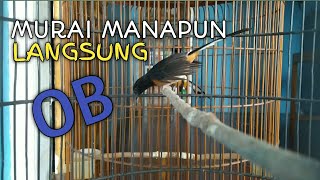 Download lagu SUARA PANCINGAN MURAI BATU BETINA UNTUK MENAIKAN BIRAHI JANTAN mp3 Download lagu SUARA PANCINGAN MURAI BATU BETINA UNTUK MENAIKAN BIRAHI JANTAN mp3