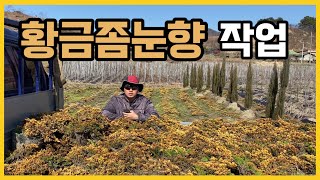 황금 좀눈향 작업~