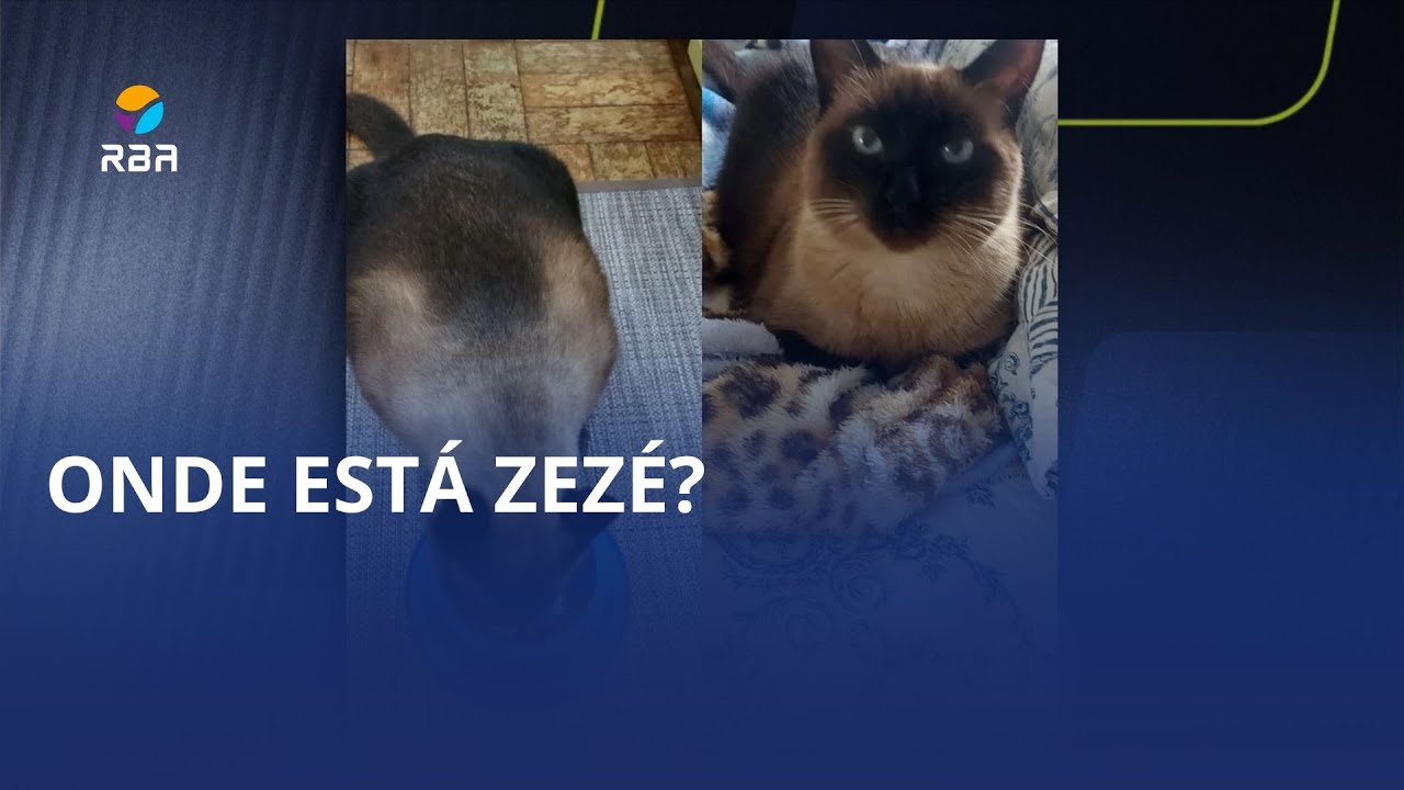 Passageira ferida em acidente com ônibus na BR-470 procura gato