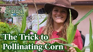 How to EASILY Pollinate Your Corn Plants the Right Way | San Diego Seed Company