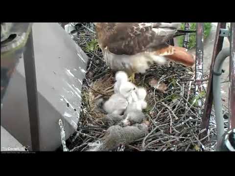 Red-tailed hawk: Mum is having trouble tucking in those growing chicks under her feathers. 9 5 19