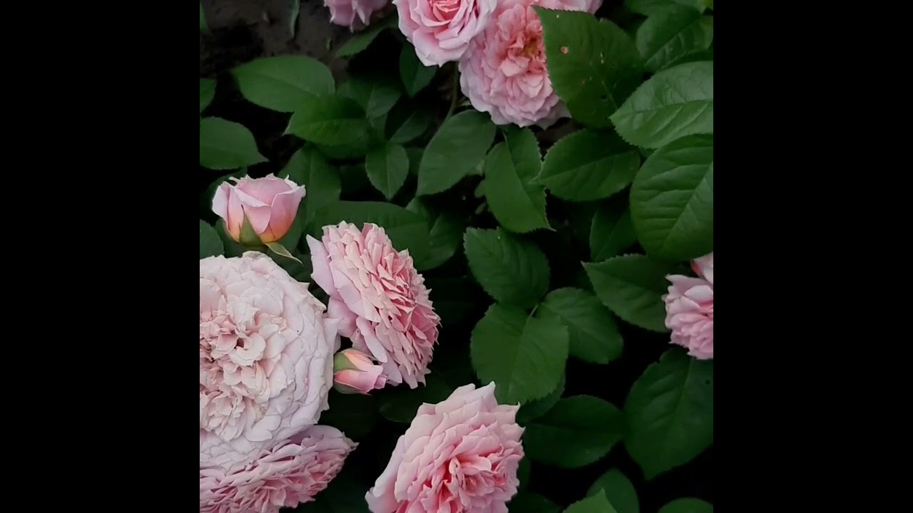 Роза  шраб Уильям КристиWilliam Christie