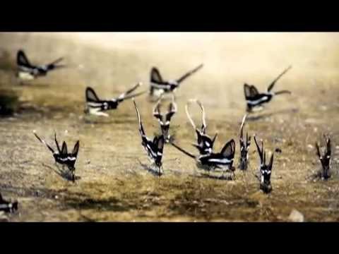 ベトナムの蝶の群れ