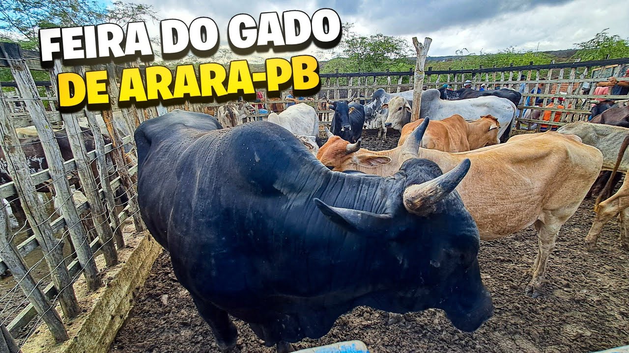 PRIMEIRA FEIRA DE DEZEMBRO DE 2024!!!*parte02*