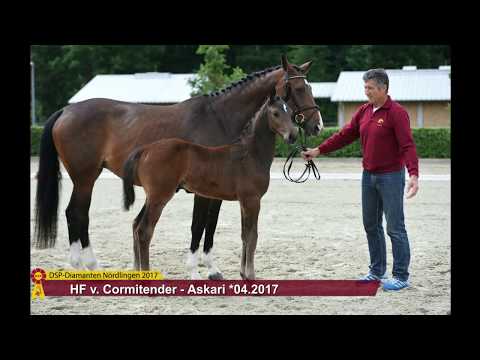 KN 19 Call me Tender Hf v. Cormitender - Askari