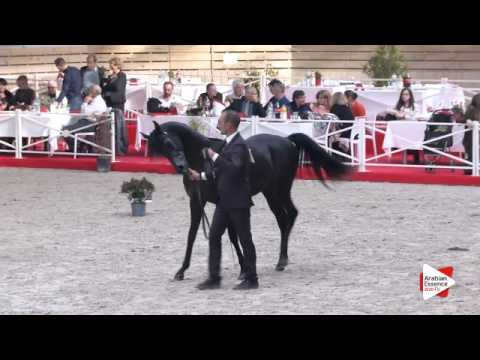 N.62 ARTEMAS GA - DEAUVILLE 2015 - Yearling Colts (Class 6A)