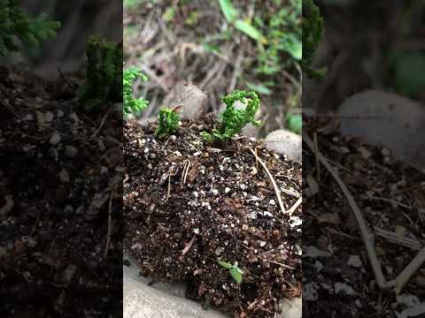 落葉盆栽の木の裂け目 鉢植えの矮性種の世話をする方法