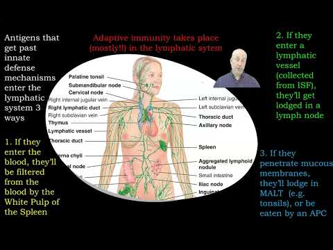 Adaptive Immunity - Overview & T Cell Testing
