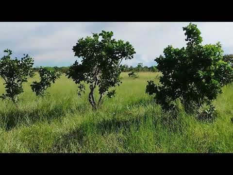 vende-se chácara no Município de Flores de Goiás.