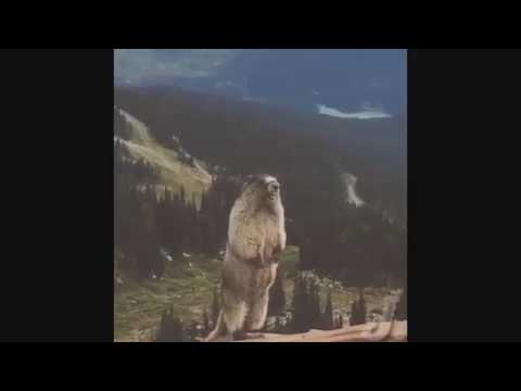Świstak krzyczy / Marmot shouts