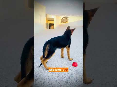 #dog #trending #garmanshepherd #puppy #doglover #gsd #gsdpuppy #dogs #love #youtube #haryana #viral