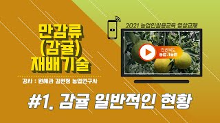 [만감류(감귤) 재배기술] part 1. 감귤 일반적인 현황