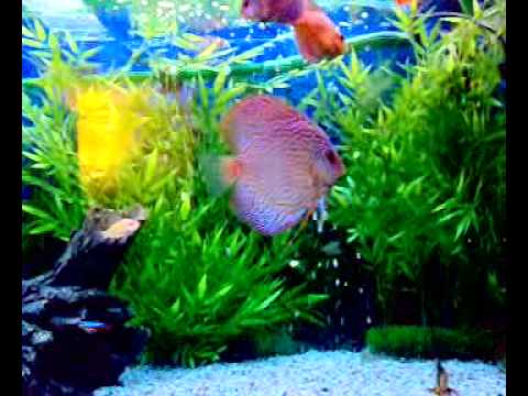 discus fish community tank