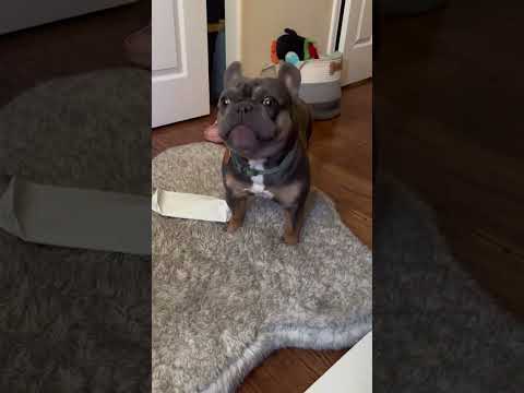 #funny #dogs #pet #dogscats #dog#doglover#doglife