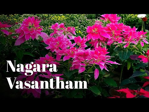 Nagaravasantham 