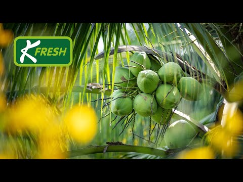 Story of K Fresh Nam Hom  Coconut