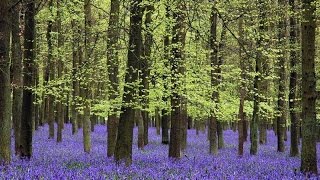 Claudio Baglioni - Io dal mare