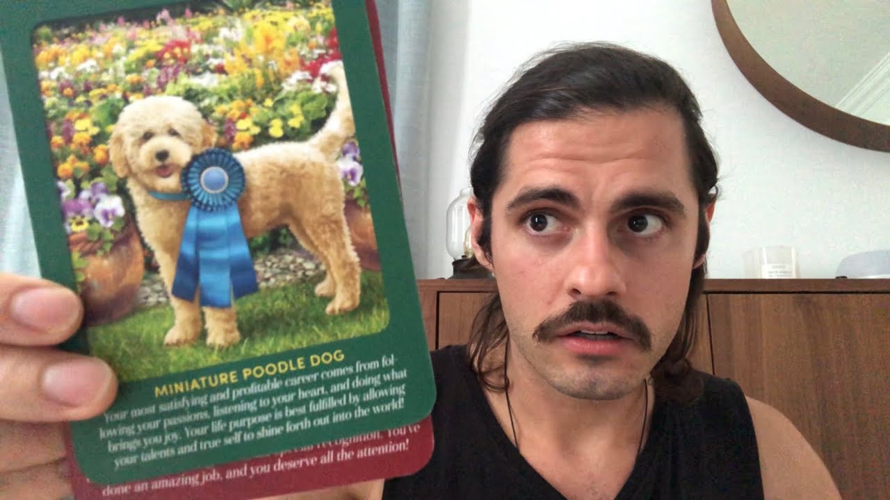 This Finds You When The Battle Is Over.. 🎉 Victory Brings Freedom To Rest And Explore 🐶✨