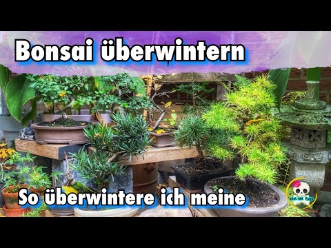 Bonsai überwintern ( Outdoor Bonsai ) So überwintern meine Bonsai / 3 Arten um Bonsai zu überwintern