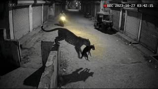 40 ENCONTROS COM ANIMAIS SELVAGENS CAPTURADOS PELAS CAMERAS